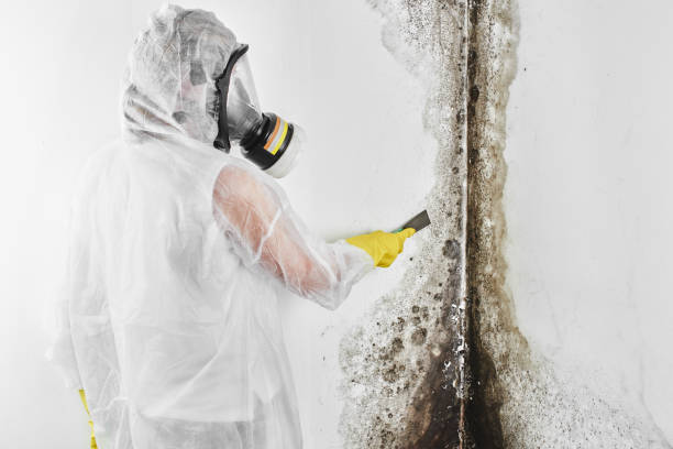 Best Office Mold Removal Services  in Brooksville, FL