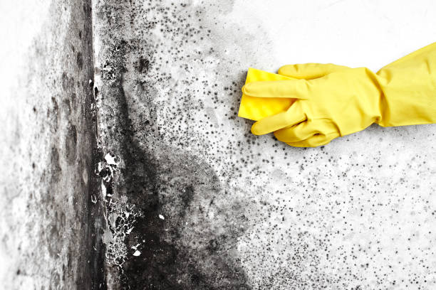 Best Mold Damage Repair  in Brooksville, FL