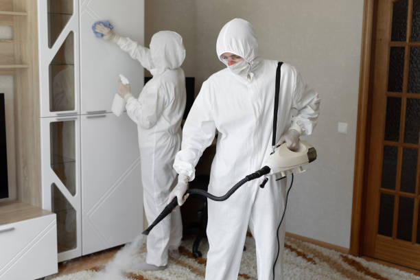 Attic Mold Removal in Brooksville, FL
