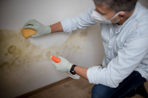 Best Attic Mold Removal  in Brooksville, FL
