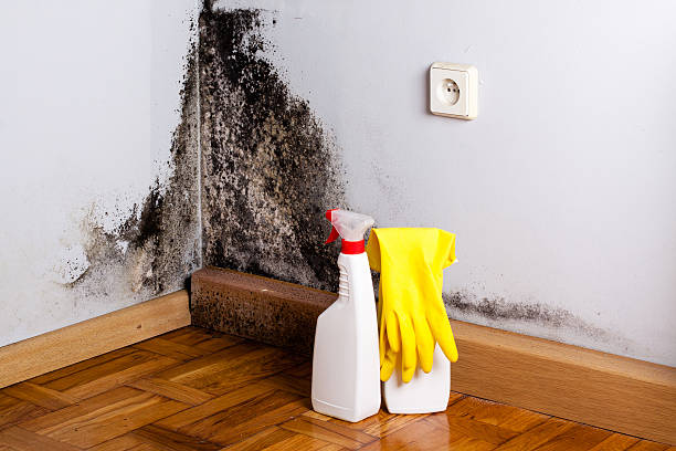 Best Residential Mold Removal  in Brooksville, FL