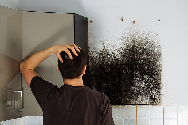 Mold Removal and Inspection in Brooksville, FL