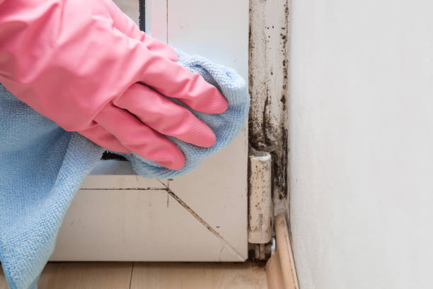 Best Black Mold Removal  in Brooksville, FL